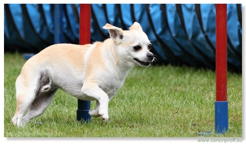 Agility - Bratislava - 2011