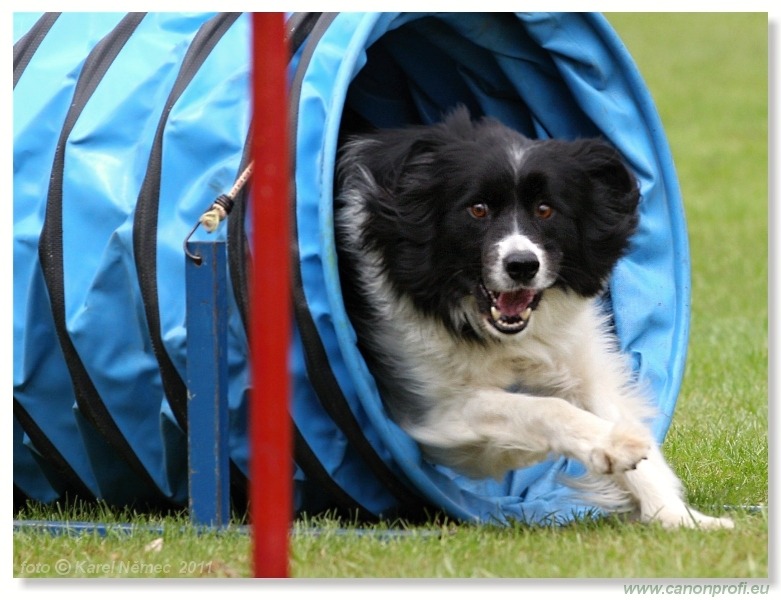 Agility - Bratislava - 2011