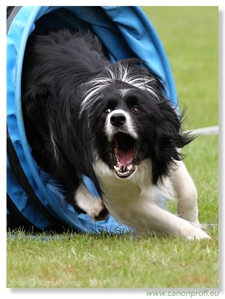 Agility - Bratislava - 2011