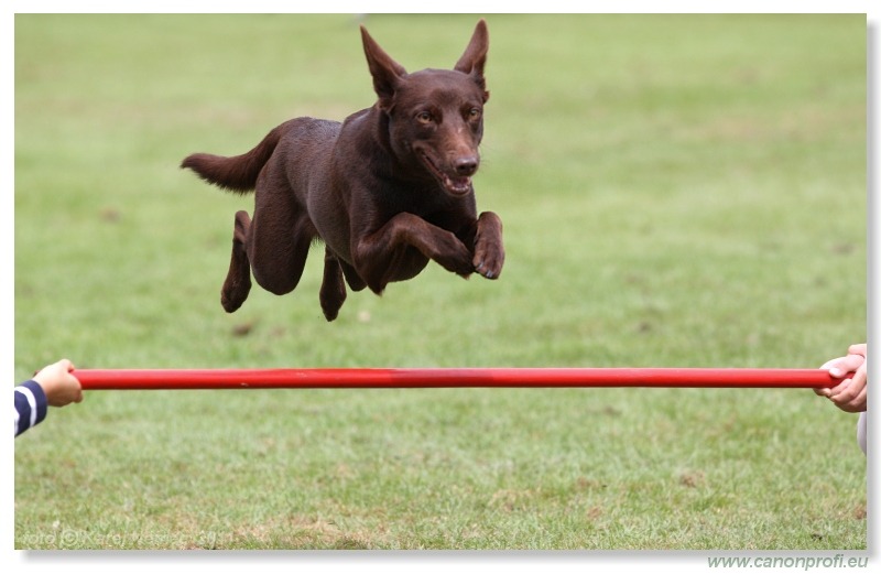 Agility - Bratislava - 2011