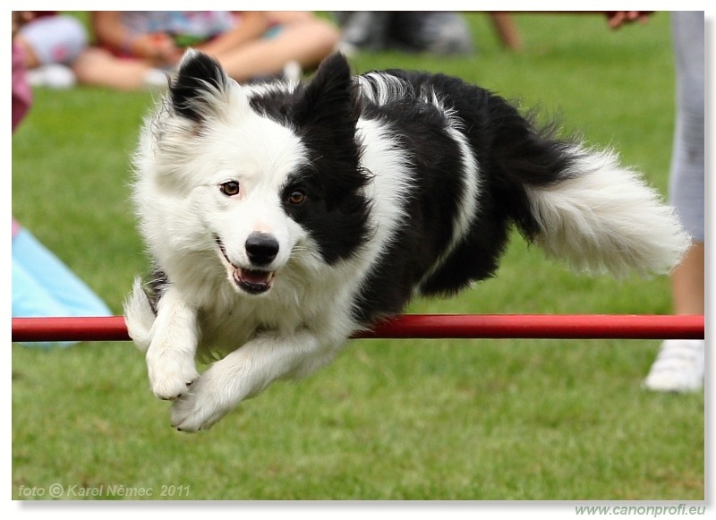 Agility - Bratislava - 2011