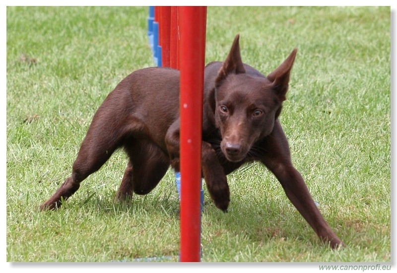 Agility - Bratislava - 2011