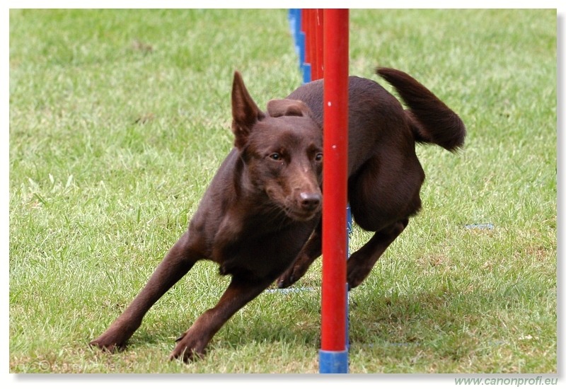 Agility - Bratislava - 2011