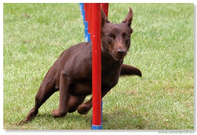 Agility - Bratislava - 2011