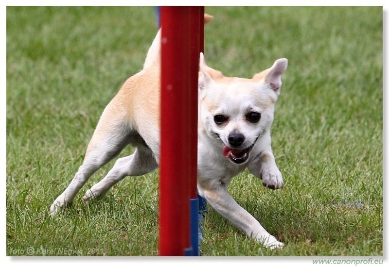 Agility - Bratislava - 2011