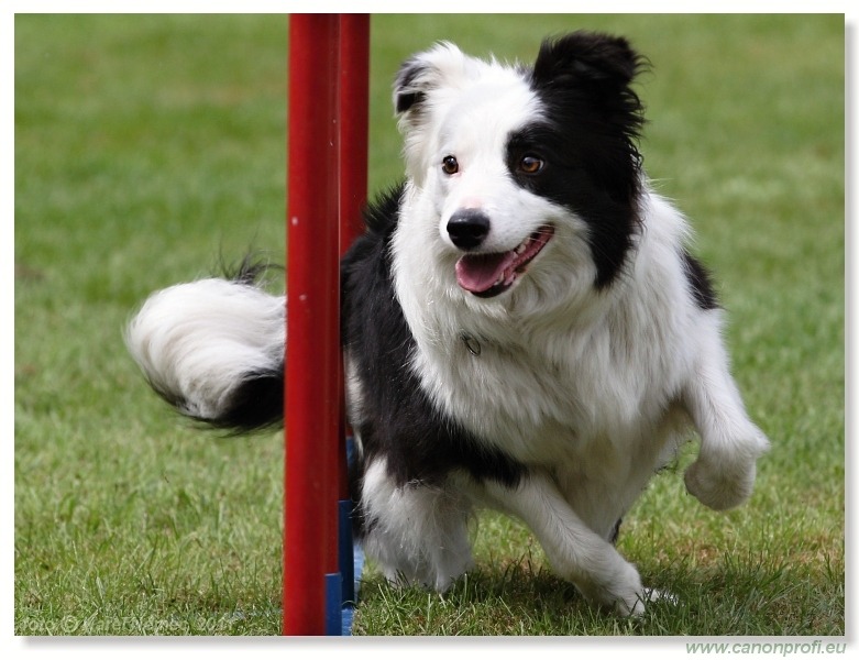 Agility - Bratislava - 2011