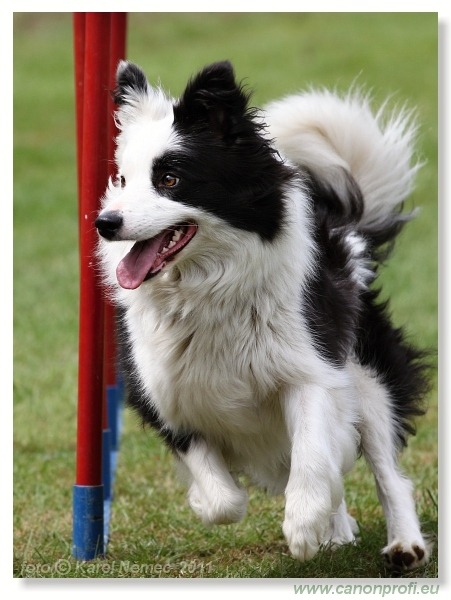 Agility - Bratislava - 2011