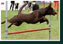 Agility Show