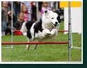 Agility Show