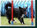 Agility Show