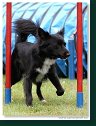 Agility Show