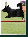 Agility Show