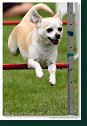 Agility Show