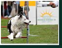 Agility Show