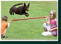 Agility Show