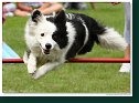 Agility Show