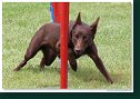 Agility Show