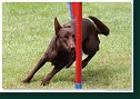 Agility Show