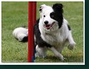 Agility Show