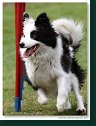 Agility Show