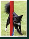 Agility Show