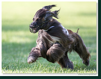 Preteky chrtov - Hounds Racing - Bratislava - 2013