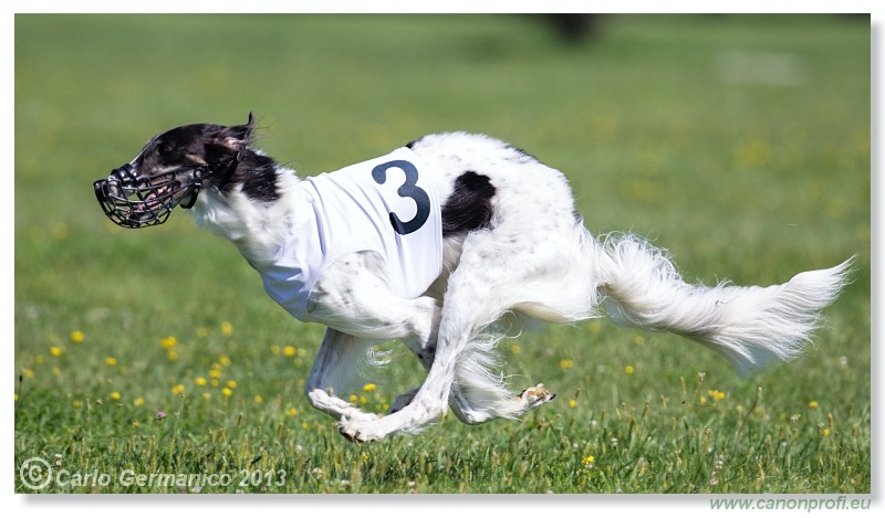 Preteky chrtov - Hounds Racing - Bratislava - 2013