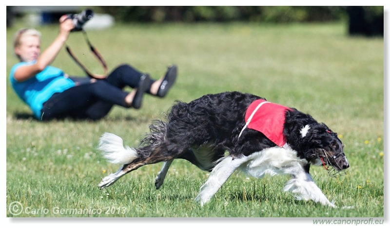 Preteky chrtov - Hounds Racing - Bratislava - 2013