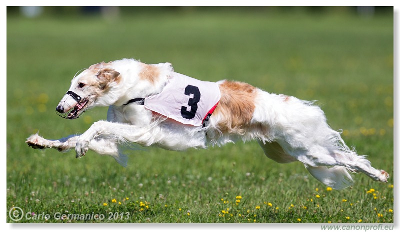 Preteky chrtov - Hounds Racing - Bratislava - 2013