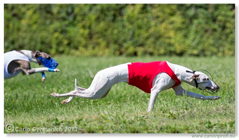 Preteky chrtov - Hounds Racing - Bratislava - 2013