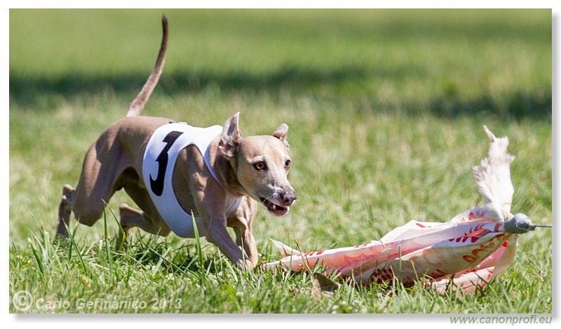 Preteky chrtov - Hounds Racing - Bratislava - 2013