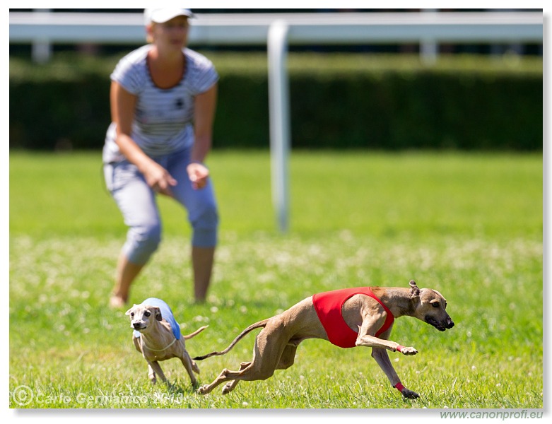 Preteky chrtov - Hounds Racing - Bratislava - 2013