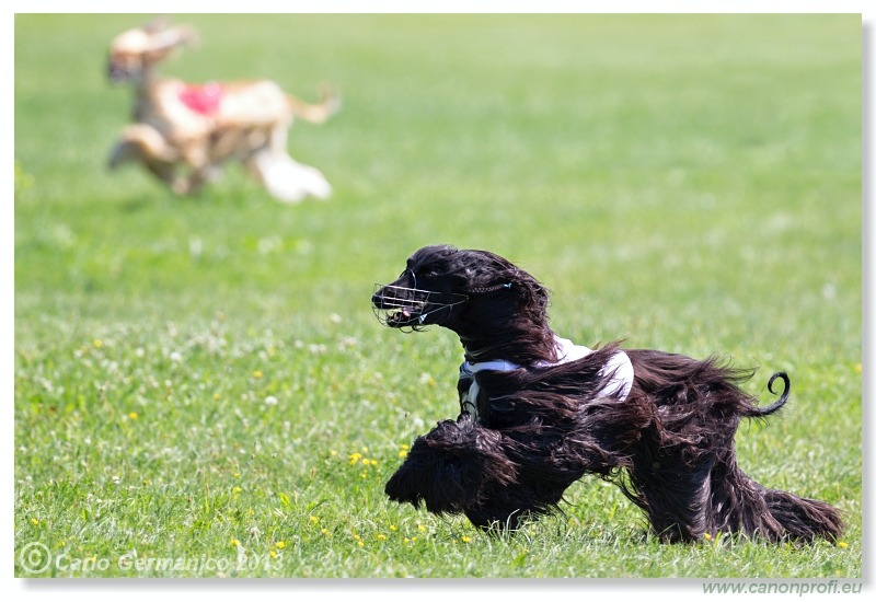 Preteky chrtov - Hounds Racing - Bratislava - 2013