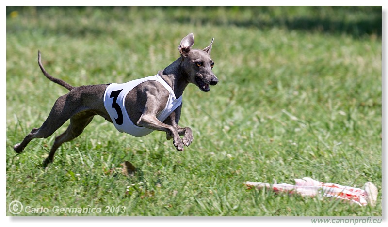 Preteky chrtov - Hounds Racing - Bratislava - 2013