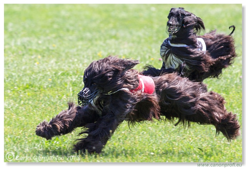 Preteky chrtov - Hounds Racing - Bratislava - 2013