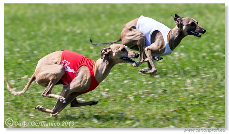 Preteky chrtov - Hounds Racing - Bratislava - 2013