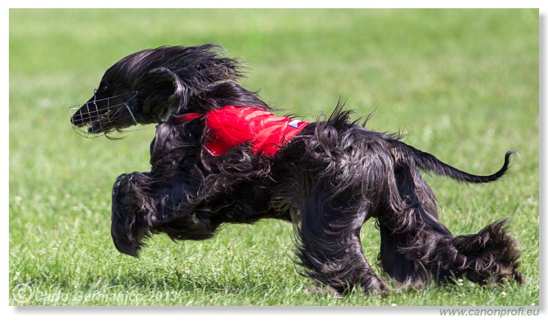 Preteky chrtov - Hounds Racing - Bratislava - 2013