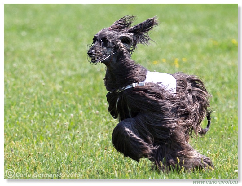 Preteky chrtov - Hounds Racing - Bratislava - 2013