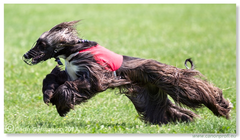 Preteky chrtov - Hounds Racing - Bratislava - 2013