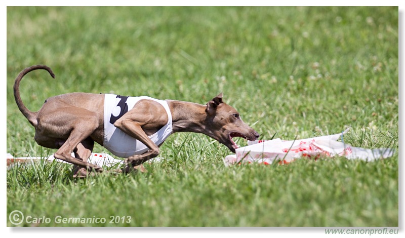 Preteky chrtov - Hounds Racing - Bratislava - 2013