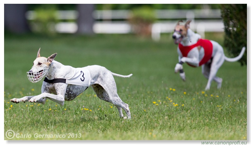 Preteky chrtov - Hounds Racing - Bratislava - 2013