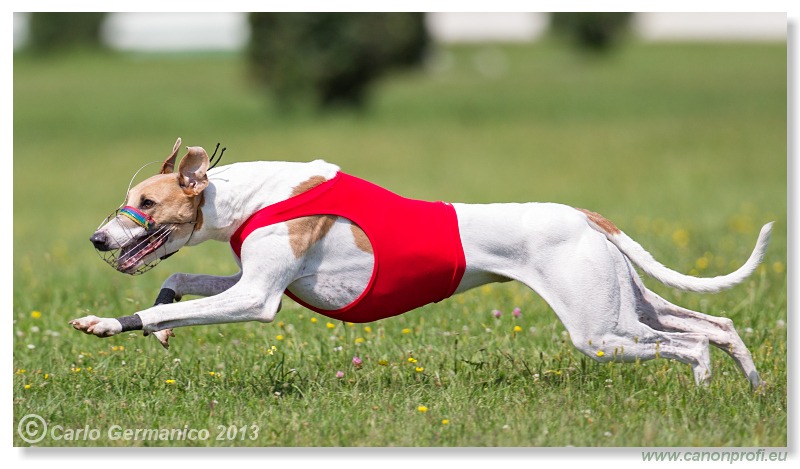 Preteky chrtov - Hounds Racing - Bratislava - 2013
