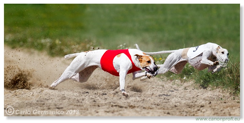 Preteky chrtov - Hounds Racing - Bratislava - 2013