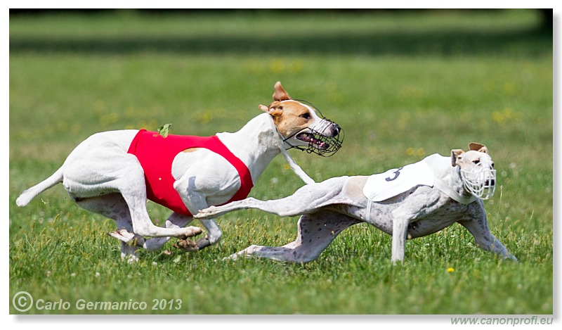 Preteky chrtov - Hounds Racing - Bratislava - 2013