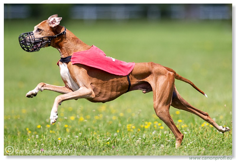 Preteky chrtov - Hounds Racing - Bratislava - 2013