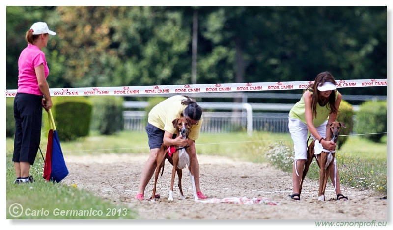 Preteky chrtov - Hounds Racing - Bratislava - 2013