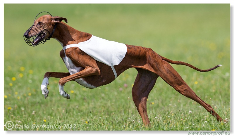 Preteky chrtov - Hounds Racing - Bratislava - 2013