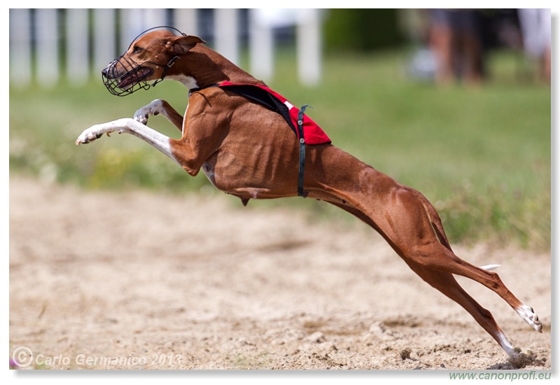 Preteky chrtov - Hounds Racing - Bratislava - 2013