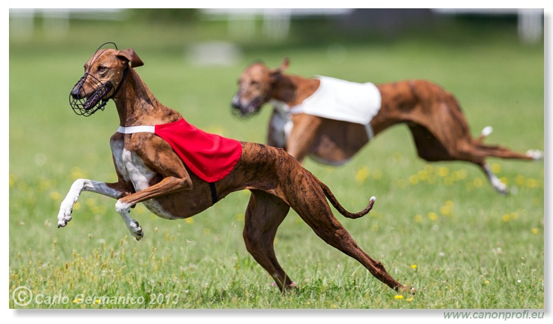 Preteky chrtov - Hounds Racing - Bratislava - 2013