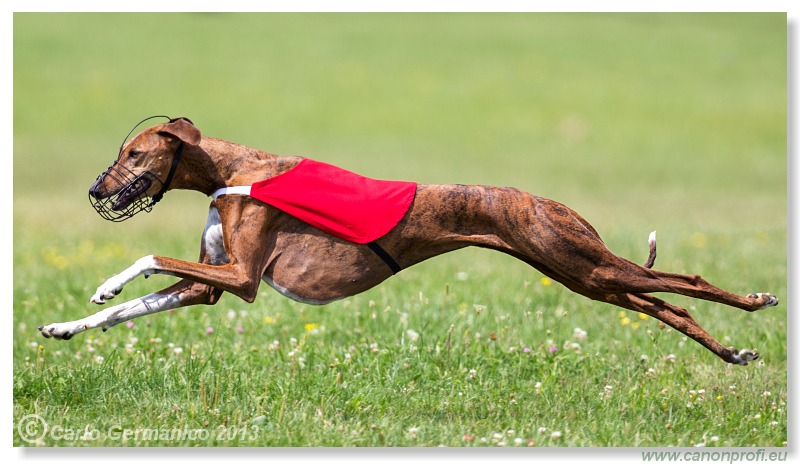 Preteky chrtov - Hounds Racing - Bratislava - 2013